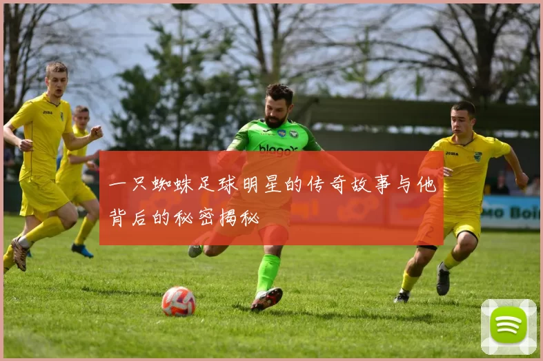 一只蜘蛛足球明星的传奇故事与他背后的秘密揭秘